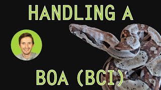 How to Handle a Boa [upl. by Narba]