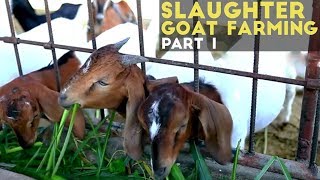 Slaughter Goat Farming Part 1  Slaughter Goat Farming in the Philippines  Agribusiness Philippines [upl. by Neall555]