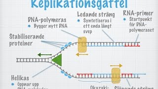 Hur DNAmolekylen kopieras replikeras gammal [upl. by Novla652]