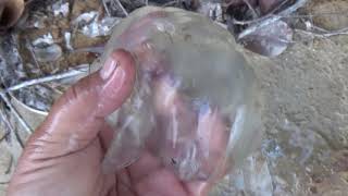 VENOMOUS BOX JELLYFISH Catching amp Eating [upl. by Oicirbaf]