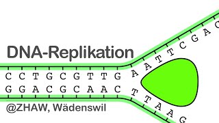 DNA Replikation [upl. by Lehcim321]