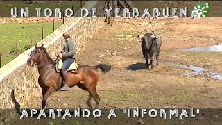 Toros de Yerbabuena enfundar pitones al toro burraco Informal  Toros desde Andalucía [upl. by Hedvige]