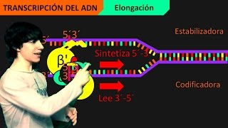 Transcripción del ADN Paso a Paso [upl. by Novhaj]