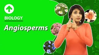 Angiosperms  Diversity In Living Organisms  Biology  Class 9 [upl. by Eintruok264]