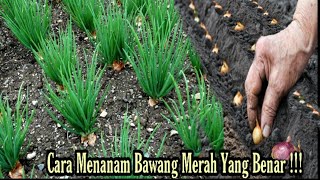 Cara menanam bawang merah yang benar  growing onions [upl. by Kerri]