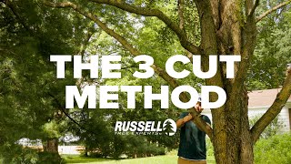 How to Prune a Tree Using the 3 Cut Method [upl. by Nikal273]