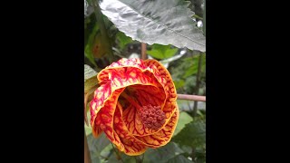 Pruning Abutilon or Flowering Maple [upl. by Bamby922]