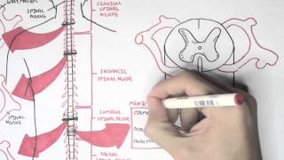 Neurology  Spinal Cord Introduction [upl. by Irahs]