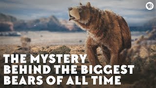 The Mystery Behind the Biggest Bears of All Time [upl. by Iznyl]