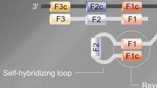 Loop Mediated Isothermal Amplification LAMP Tutorial [upl. by Anette]