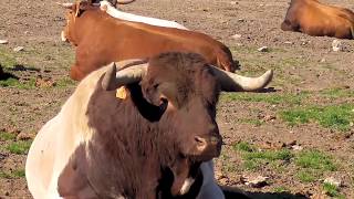 Toros Bravos Como viven entre la naturaleza en Ganadería El Pilar [upl. by Ali]