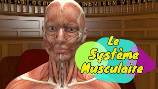 Physiologie humaine Le Système Musculaire  The Muscular System [upl. by Siderf118]