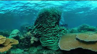 Take a Virtual Dive at Palmyra Atoll National Wildlife Refuge [upl. by Nanda]