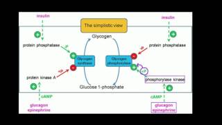 Regulation of Glycogen Metabolism [upl. by Ripleigh758]