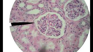 Histology for Beginners [upl. by Snej657]