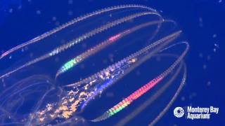 The lobed comb jelly odd but awesome [upl. by Pears49]