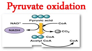 Pyruvate oxidation [upl. by Lindi107]