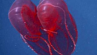 Bloodybelly Comb Jelly [upl. by Yentterb]