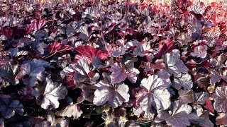 Best Perennials  Heuchera Obsidian Coral Bells [upl. by Born]