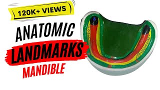 Anatomic landmarks in the mandible [upl. by Brier]