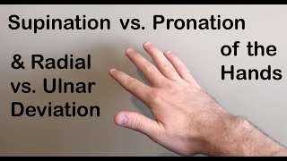 Supination vs Pronation Radial vs Ulnar Deviation of the Hand [upl. by Yekcin]