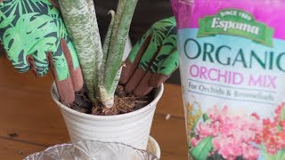 How to Repot Bromeliads — Ep 063 [upl. by Htebazil525]