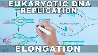 DNA Replication in Eukaryotes  Elongation [upl. by Adirehs]