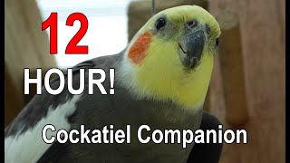 Cockatiel Companion 12 HOURS of BIRD NOISE Play this to your Cockatiel [upl. by Aslin]