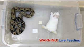 Live Feeding Snake  Boa Constrictor Eating Rabbit  افتراس [upl. by Aihsetel506]