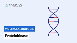 Proteinkinasen  Biochemie  AMBOSS Video [upl. by Myo]