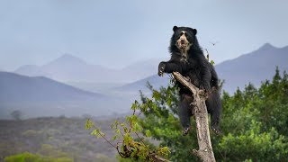 Endangered Spectacled bear  Northern Peru [upl. by Barbee581]