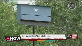 Got Mosquitoes Get a bat house [upl. by Enihpad411]