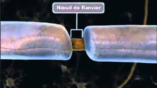 La propagation de linflux nerveux [upl. by Ayama]