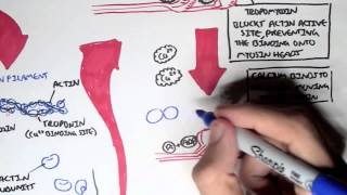 Myology  Skeletal Muscle Sarcomere Myosin and Actin [upl. by Veradis569]