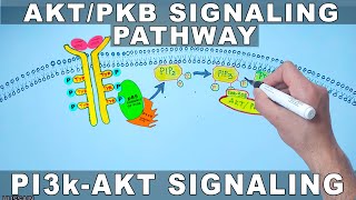 AKTPKB Signaling Pathway  PI3k Signaling [upl. by Aihseket]