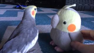 Cockatiel reacts to plush toy version of himself [upl. by Ahtaela]