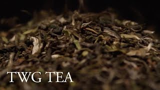 TWG Tea  How to Infuse Black Tea amp Green Tea [upl. by Juliano]