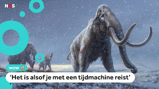 Oudste dna ooit ontdekt in tand van mammoet [upl. by Llireva]