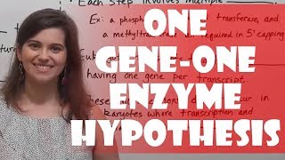 One GeneOne Enzyme Hypothesis Beadle amp Tatum Experiment [upl. by Ahsenev]