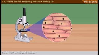 Scienze1osservazione al microscopio ottico delle cellule di una cipolla [upl. by Musa]