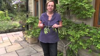 How to make wisteria flower [upl. by Ailana]