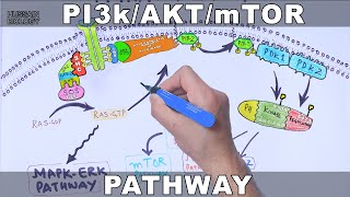 PI3kAKTmTOR Pathway [upl. by Hump]