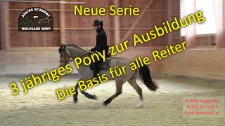 Jungpferde Ausbildung und Basis Wissen für alle Reiter Cookie  3 jährige Welsh Cob Wallach Pony [upl. by Emeline]