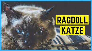 RAGDOLL KATZE  Charakter und Besonderheiten [upl. by Alien]