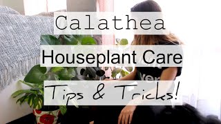 How to Care For Calathea Houseplants  Prayer Maranta Indoor Plant Care [upl. by Nallek]