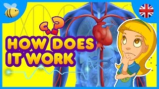 How Does The Human Body Work  Kids Videos [upl. by Adnaluy135]