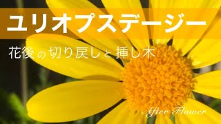 【ユリオプスデージー】花後の切り戻しと挿し芽 ／ 【Euryops pectinatus】Cutting back and Cutting buds after flowering [upl. by Aurlie]