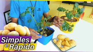 Como Plantar Batata FÁCIL  MUDAS  1 [upl. by Orvas]