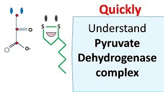 Pyruvate dehydrogenase complex [upl. by Annodal855]