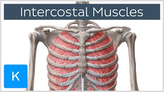 Intercostal Muscles  Function Area amp Course  Human Anatomy  Kenhub [upl. by Nerra]